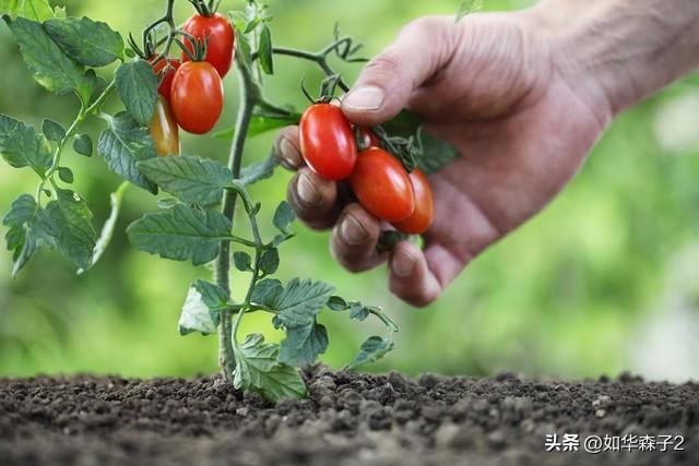 西红柿种植时间季节_西红柿的种植方法和季节_西红柿夏季种植技术