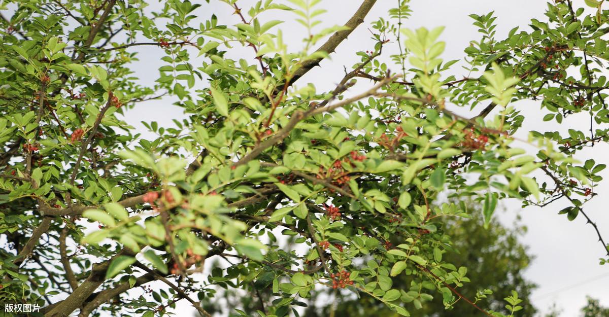 种植花椒新技术，农民致富好方法，以下几点内容值得一看