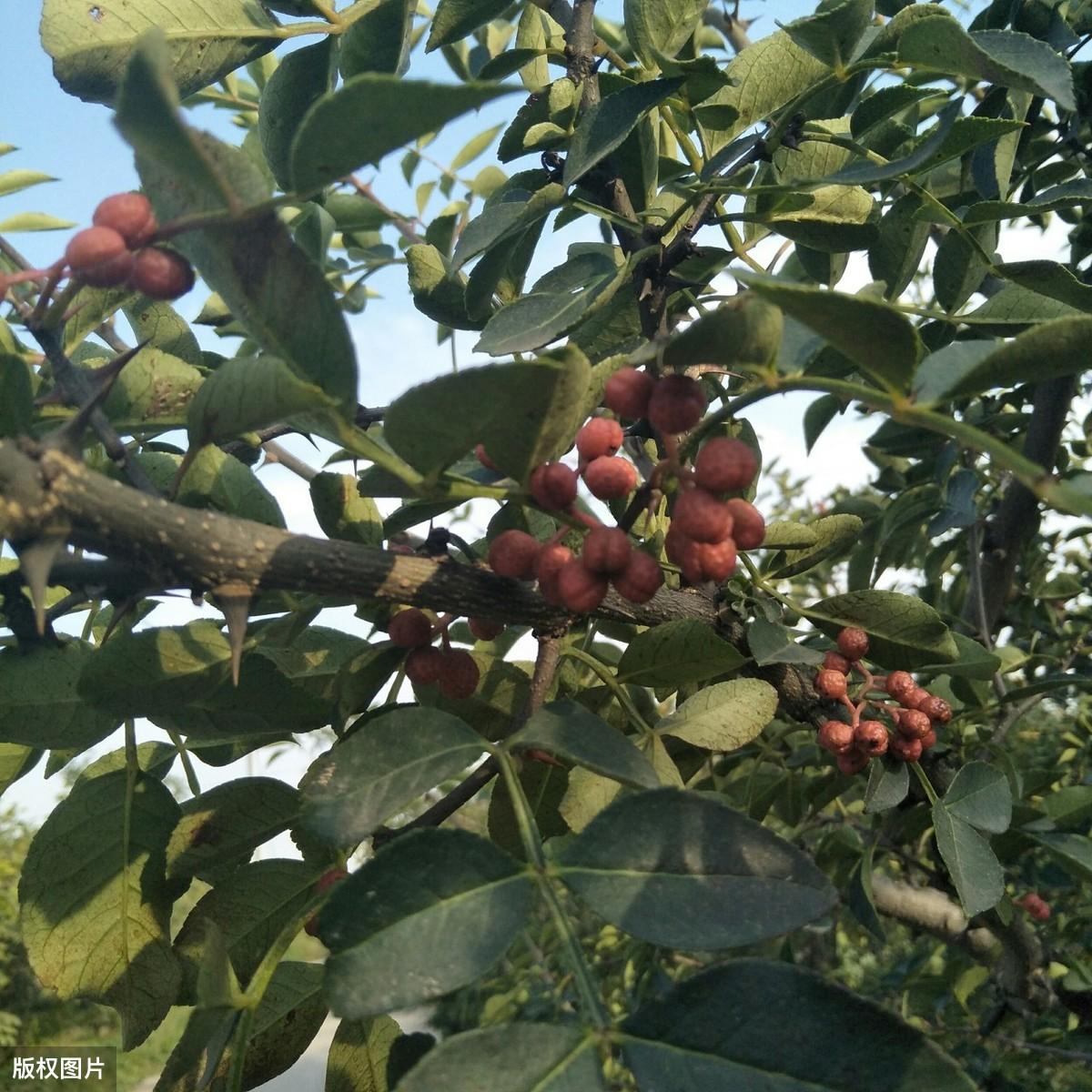 四川农村种植什么赚钱不愁销路_四川种植业什么前景最好_四川致富经种植技术