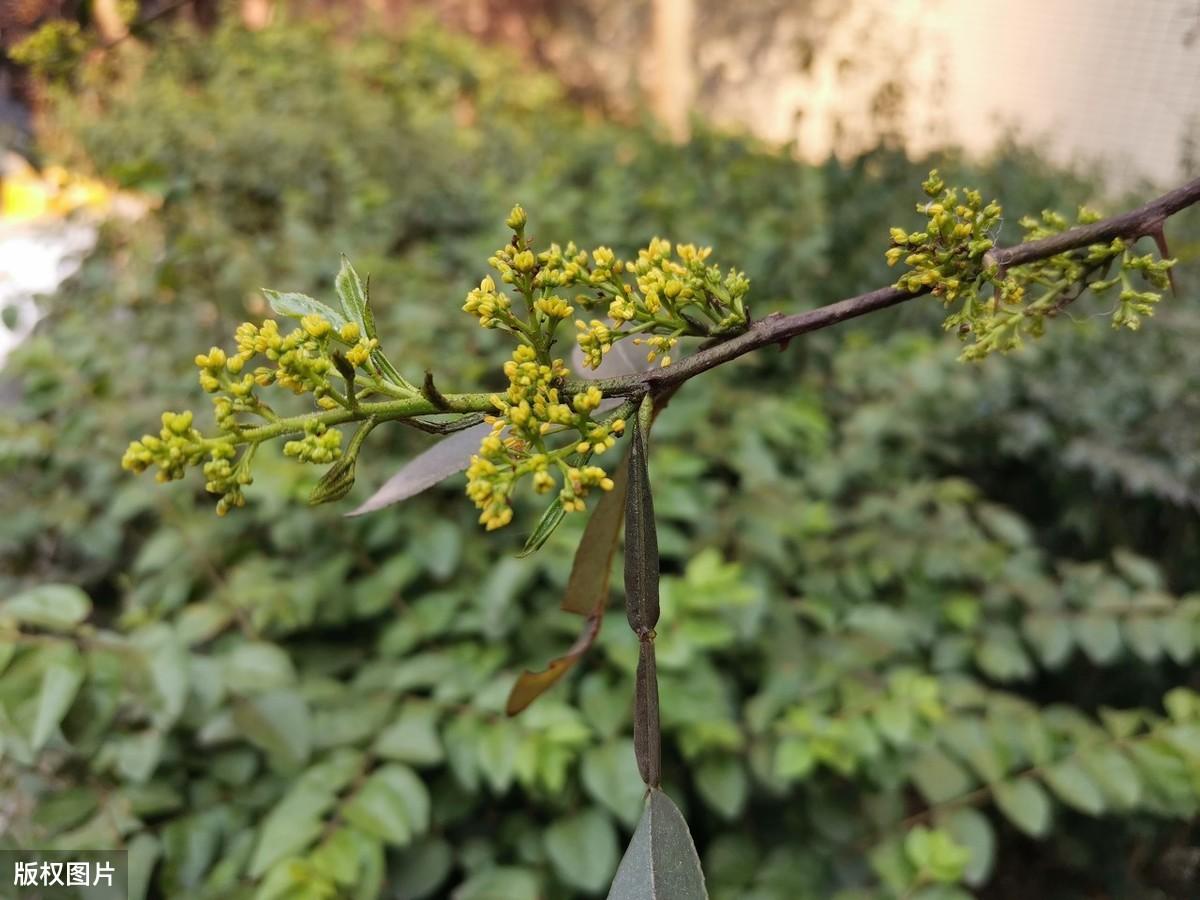 四川农村种植什么赚钱不愁销路_四川致富经种植技术_四川种植业什么前景最好