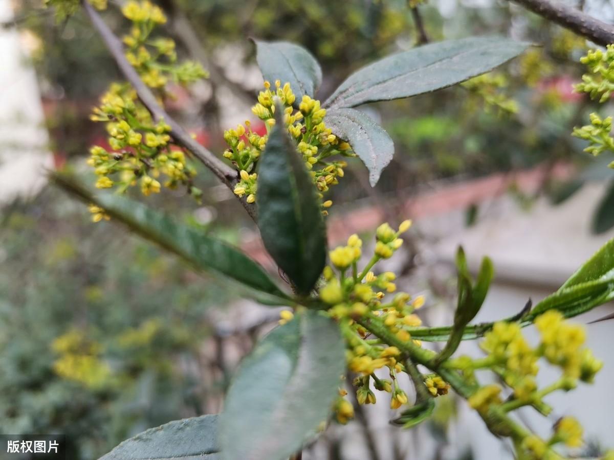 四川种植业什么前景最好_四川致富经种植技术_四川农村种植什么赚钱不愁销路