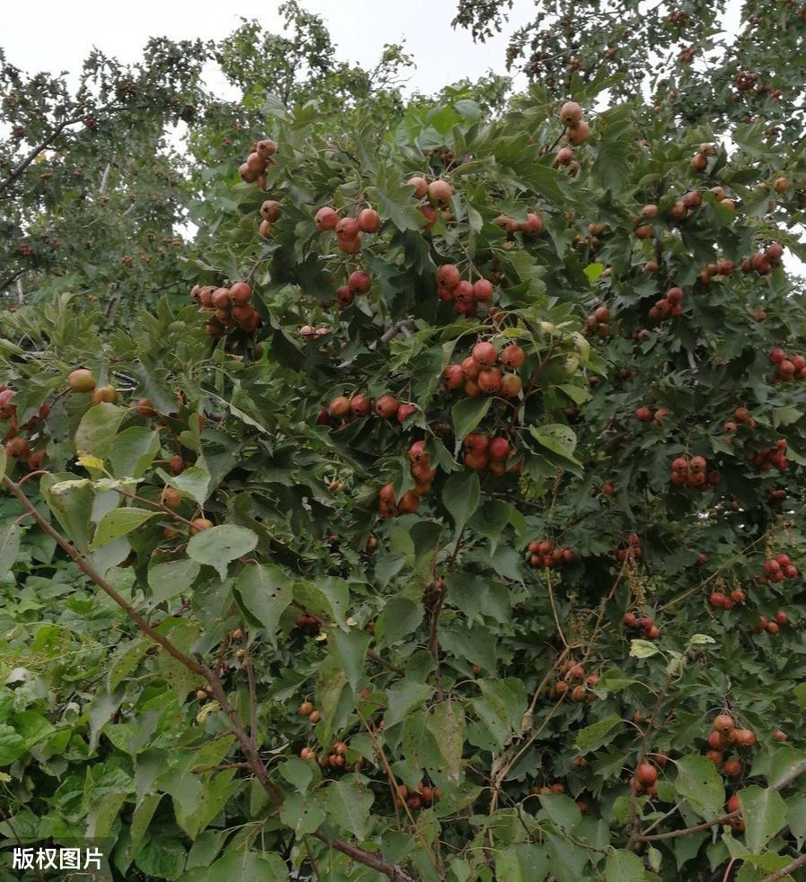 四川农村种植什么赚钱不愁销路_四川致富经种植技术_四川种植业什么前景最好