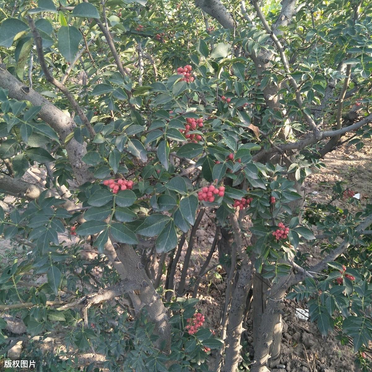 四川农村种植什么赚钱不愁销路_四川种植业什么前景最好_四川致富经种植技术