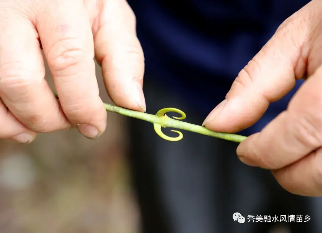 种植钩藤有没有前景_钩藤种植骗局_钩藤种植致富