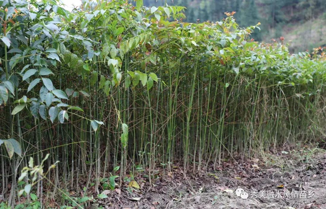 钩藤种植骗局_钩藤种植致富_种植钩藤有没有前景