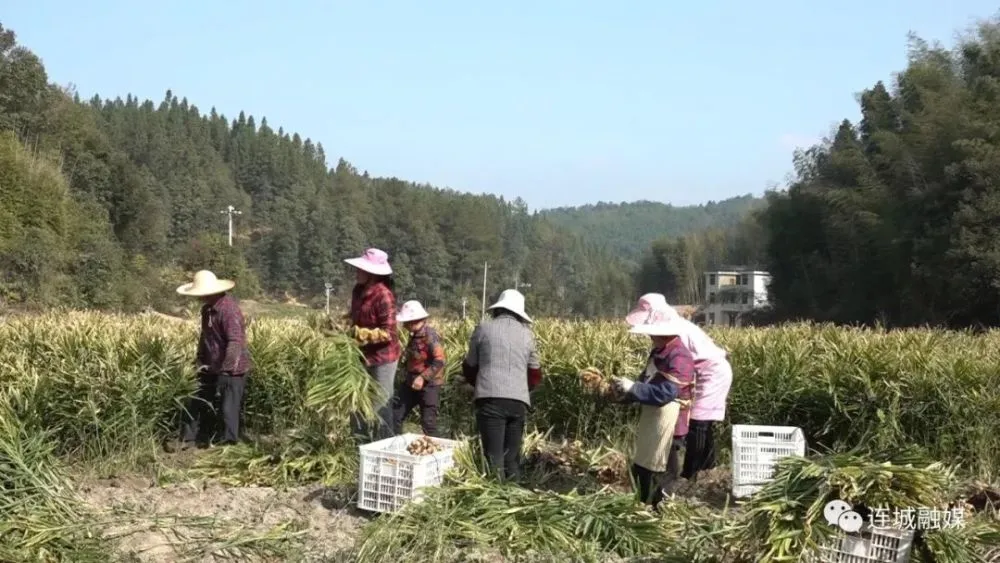 高产小黄姜种植技术_种植小黄姜的前期工作_小黄姜种植致富