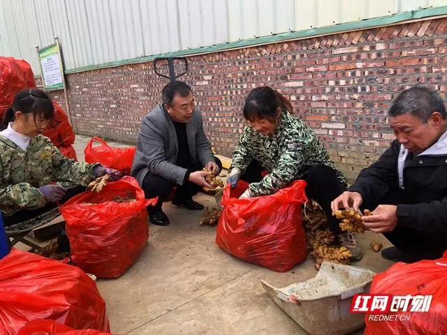 小黄姜种植致富_高产小黄姜种植技术_小黄姜种植条件