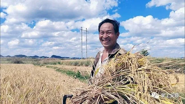 种植小黄姜的技术和技能_小黄姜种植致富_高产小黄姜种植技术