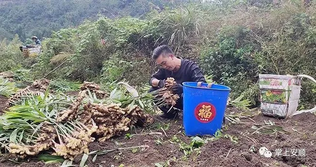 小黄姜种植致富_高产小黄姜种植技术_种植小黄姜的技术和技能