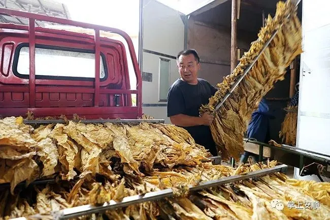 高产小黄姜种植技术_种植小黄姜的技术和技能_小黄姜种植致富