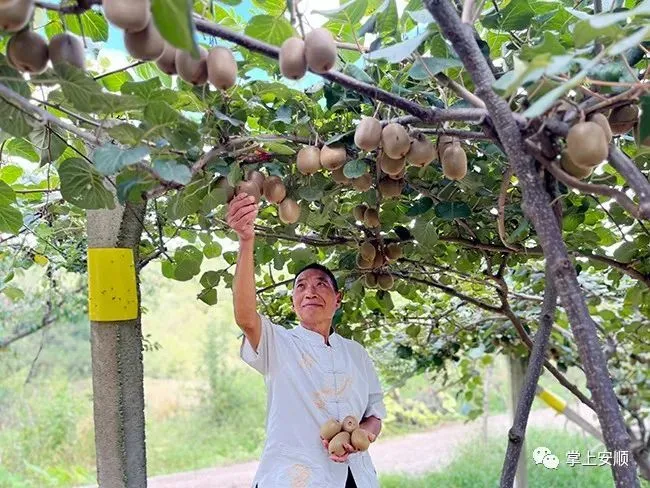 小黄姜种植致富_高产小黄姜种植技术_种植小黄姜的技术和技能