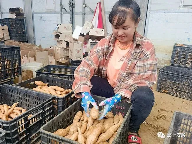 高产小黄姜种植技术_种植小黄姜的技术和技能_小黄姜种植致富