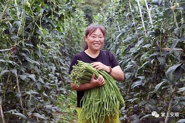 种植小黄姜的技术和技能_高产小黄姜种植技术_小黄姜种植致富