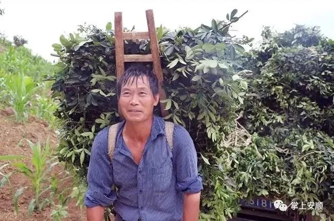 小黄姜种植致富_种植小黄姜的技术和技能_高产小黄姜种植技术