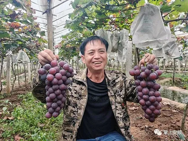 种植小黄姜的技术和技能_小黄姜种植致富_高产小黄姜种植技术