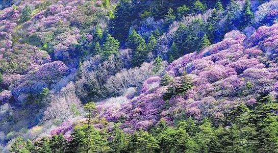 恩施致富经竹鼠养_农村养竹鼠市场前景_竹鼠养殖销路