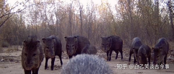 致富经诱捕野猪_野猪致富经_致富野猪诱捕视频