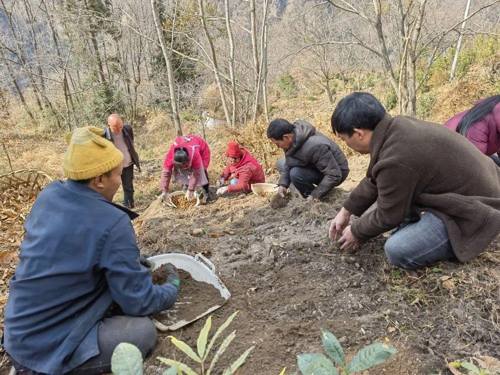 致富种植天麻视频_种植天麻共致富_致富种植天麻图片