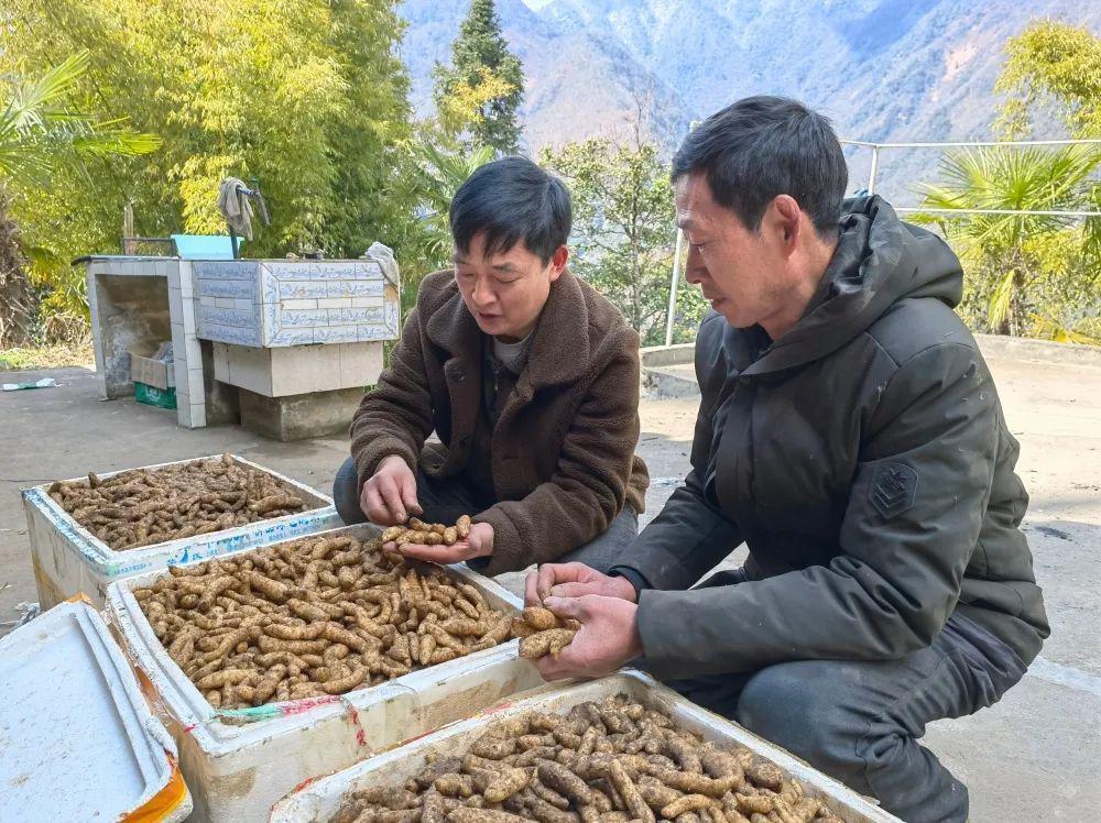 致富种植天麻视频_种植天麻共致富_致富种植天麻图片