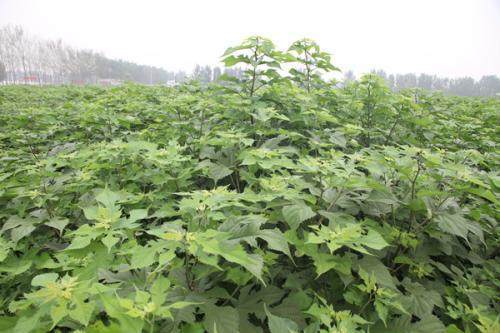 致富树叶种植图片_致富树叶种植视频_树叶种植致富