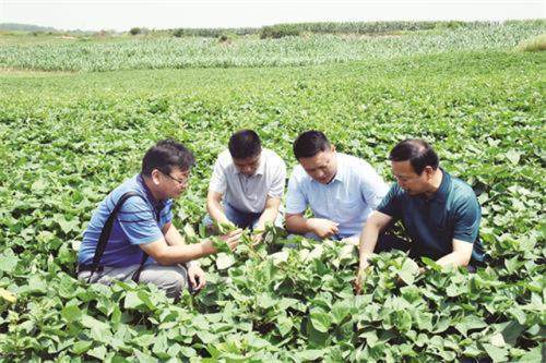 致富树叶种植视频_致富树叶种植图片_树叶种植致富