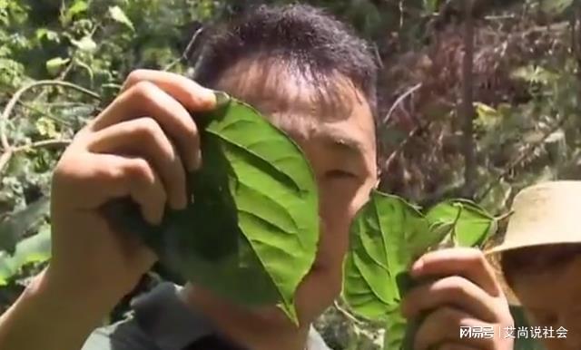 树叶种植致富_致富树叶种植视频_树叶养殖