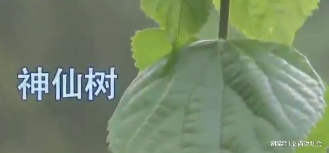 树叶种植致富_致富树叶种植视频_树叶养殖