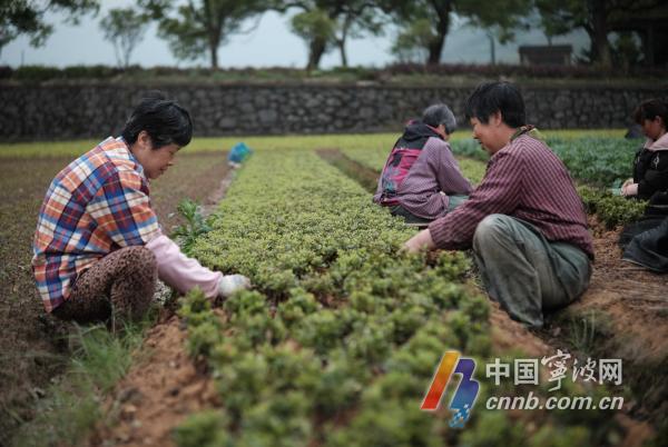 树叶种植致富_致富树叶种植图片_靠树叶致富