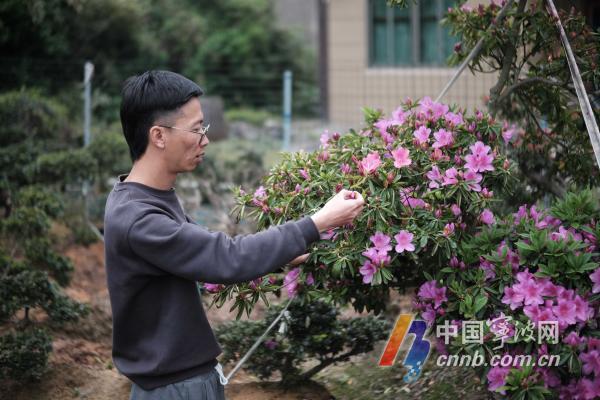 致富树叶种植图片_靠树叶致富_树叶种植致富