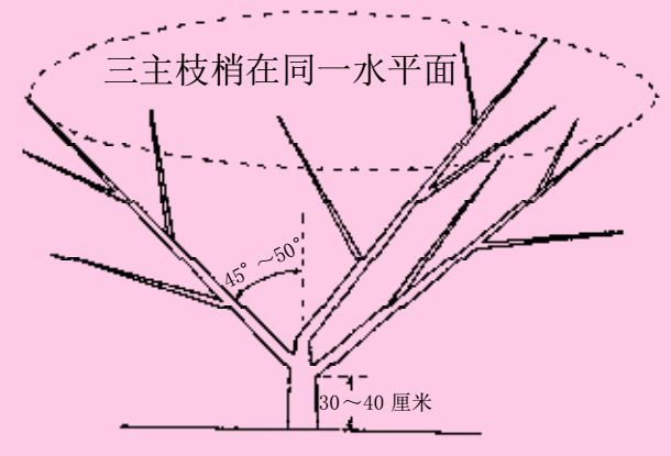 冬季桃树致富经_冬季桃树长什么样_冬季桃树管理技术视频