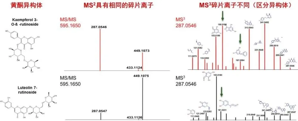 金雀花栽培技术_金雀花种植技术视频_种植金雀花致富