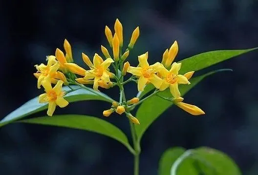 金雀花种植技术视频_金雀花栽培技术_种植金雀花致富