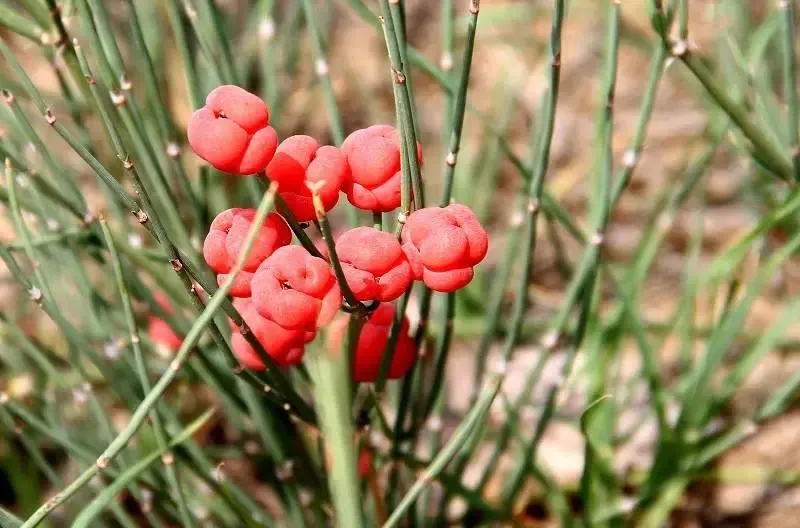 种植金雀花致富_金雀花种植技术视频_金雀花栽培技术