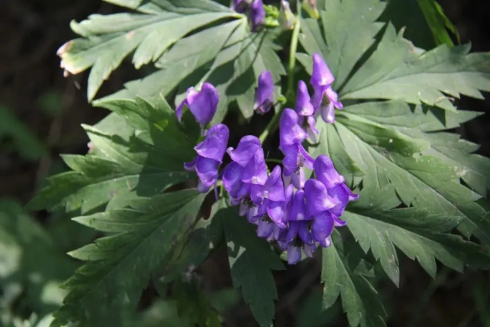 种植金雀花致富_金雀花栽培技术_金雀花种植技术视频