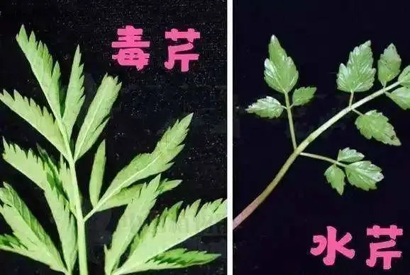 种植金雀花致富_金雀花栽培技术_金雀花种植技术视频