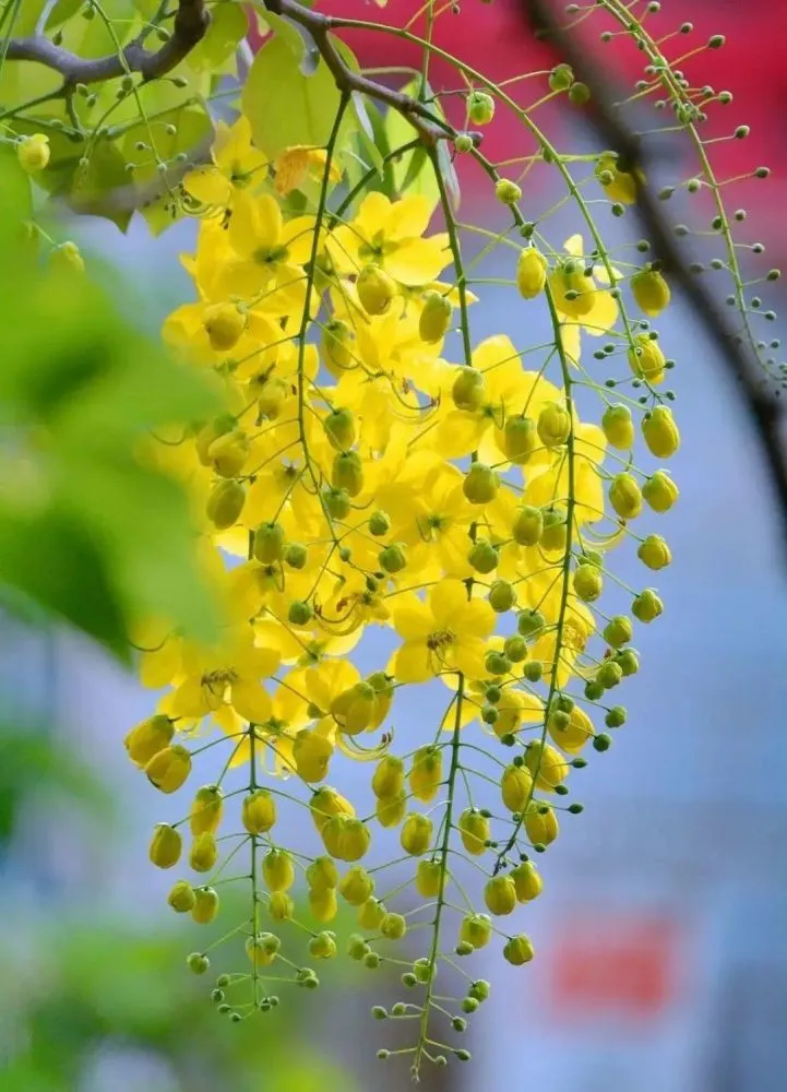 金雀花栽培技术_金雀花种植技术视频_种植金雀花致富