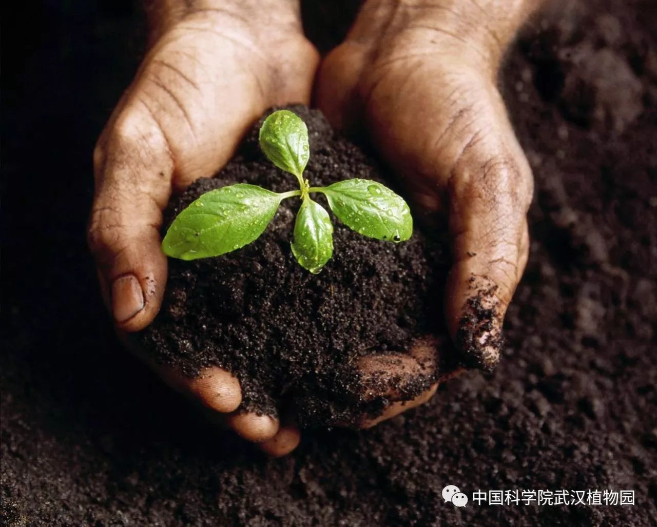 郁金香种植技术与栽培管理_郁金香的种植技术_郁金香种植技术及管理