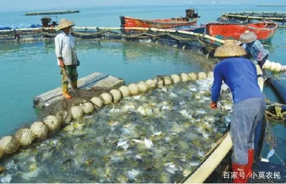 鲳鱼养殖致富_致富养殖鲳鱼怎么样_致富养殖鲳鱼图片