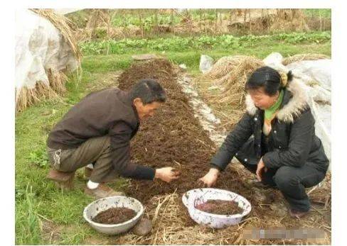 养殖蚯蚓简单技术视频教程_养殖蚯蚓需要什么条件_蚯蚓养殖技术简单么