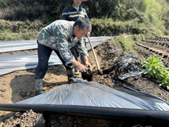 宣城旌德：葛根种植忙  扎稳致富“根”