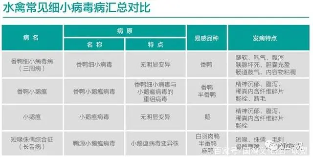 番鸭养殖技术图片_养殖番鸭赚钱吗_番鸭养殖前景