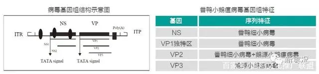 番鸭养殖前景_番鸭养殖技术图片_养殖番鸭赚钱吗