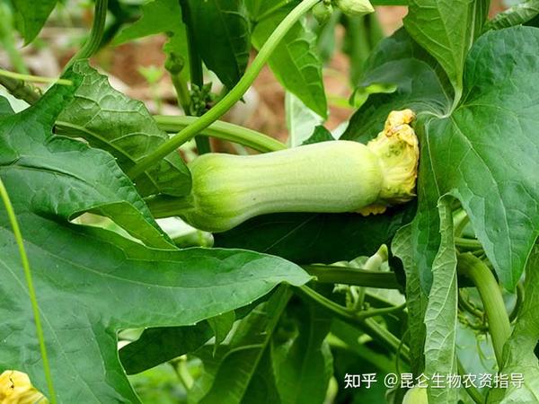 丝瓜怎么种植能预防黄叶烂根？丝瓜抗重茬根腐用什么药好？丝瓜防治烂根用根小子效果好