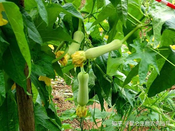 丝瓜露地栽培管理技术_露地丝瓜种植管理技术_露地丝瓜种植技术视频