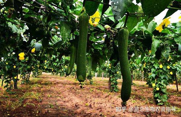 露地丝瓜种植管理技术_丝瓜露地栽培管理技术_露地丝瓜种植技术视频