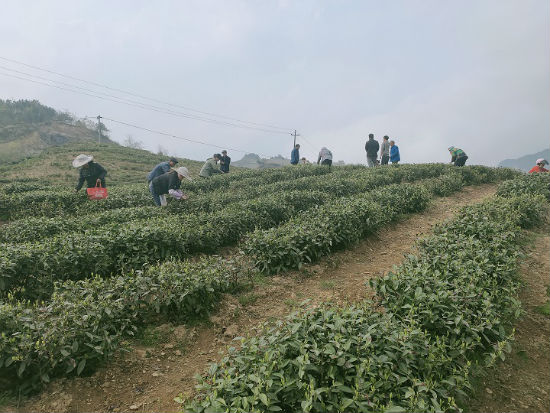 铜仁杨昌霞 致富经_铜仁杨昌霞 致富经_铜仁杨昌霞 致富经