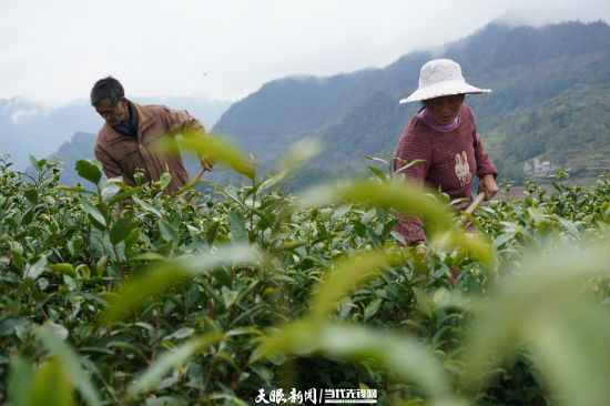 铜仁杨昌霞 致富经_铜仁杨昌霞 致富经_铜仁杨昌霞 致富经