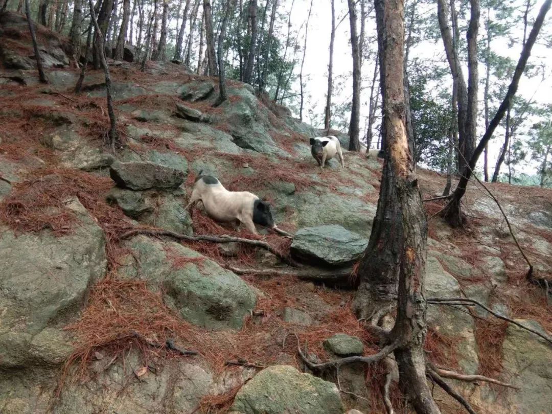 我想看巴马香猪养殖技术_2巴马香猪养殖技术_养殖巴马香猪前景如何