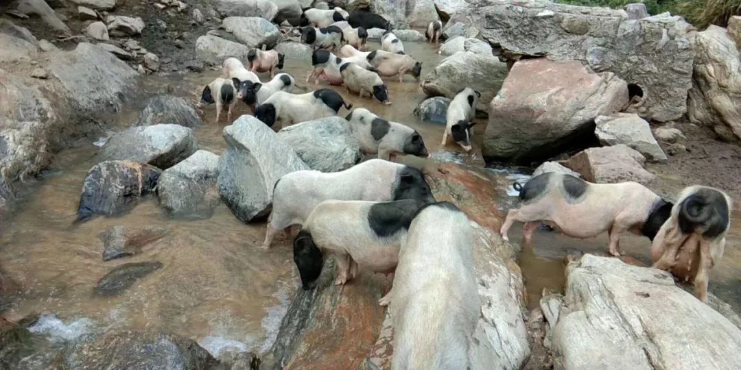 2巴马香猪养殖技术_我想看巴马香猪养殖技术_养殖巴马香猪前景如何