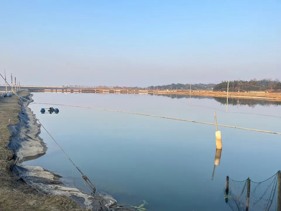 团鱼养殖的经济效益_养殖团鱼技术_养殖团鱼和野生团鱼的区别